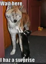 ATT00061.webp