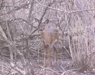 Library Springs Resident.webp