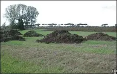 1mounds.webp