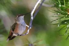 hummers 7-27-7 006_RT8_2.webp