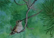 Aceo e-mail Little Hummer.webp
