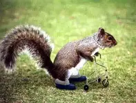 squirrelFl.webp
