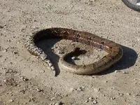 python loop road 2008-09.webp