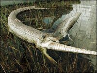 python-alligator.jpg