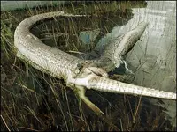 python-alligator.webp