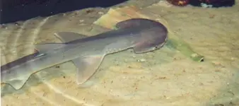 BonnetheadShark.webp
