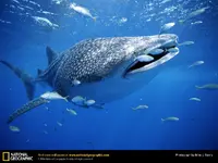 whale-shark-with-fish.webp