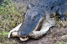 gator eats python.webp
