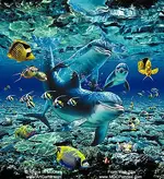 coral_pals_dolphins_1B.webp