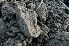 coin in mud.webp