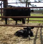 Calf6.webp