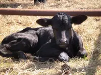 Calf7.webp