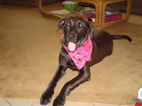 DOG_1.webp