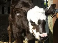 calf2.webp