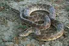 Kansas glossy snake.webp