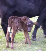 Calf4.webp