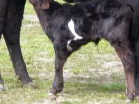 Calf5.webp
