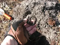 Shoebuckle2.webp