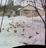 robins jan 16 09.webp