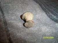 buttons today 038.webp