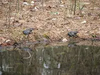 8Mar09GreenFrogs1.webp