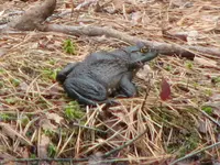 8Mar09GreenFrogZoom.webp