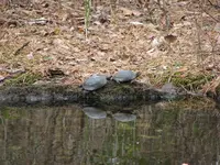 8Mar09SpottedTurtles1.webp