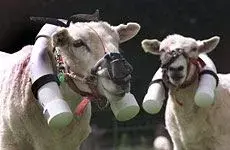 Sheep.webp