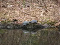 8Mar09SpottedTurtles2.webp