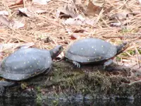 8Mar09SpottedTurtles3.webp