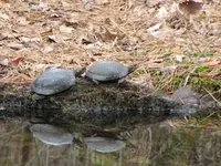 8Mar09SpottedTurtles4.webp