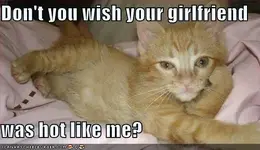 funny-pictures-hot-cat-girlfriend.webp