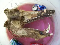 100_1036.webp