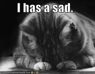 funny-pictures-sad-cat-blackandwhite.webp
