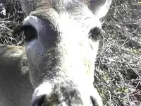 doe2aa.webp
