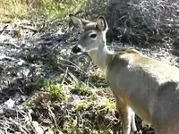 doe4a.webp