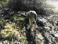 doe6a.webp