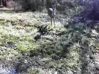 doe8a.webp