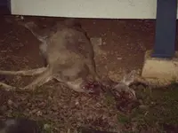 mtn lion kill 1 10-25-2008 10-16-11 PM 2816x2112.webp