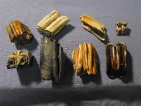 2009_0211River-Finds0002.webp