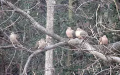 DoveGroupies.webp