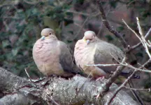 DoveLeftEyeOpen.webp