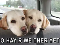 BrothersInCarLOL.webp