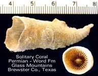 coralsolitaryglassmtn.webp coralsolitaryglassmtn.webp
