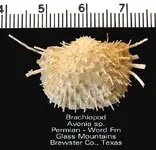 brachiopodglassmtn.webp brachiopodglassmtn.webp