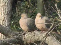 Dove2.webp