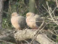 Dove22.webp