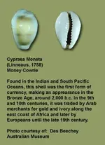 cowrie.webp cowrie.webp