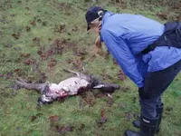 deer lionkill.webp