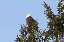 eagle013109450.webp